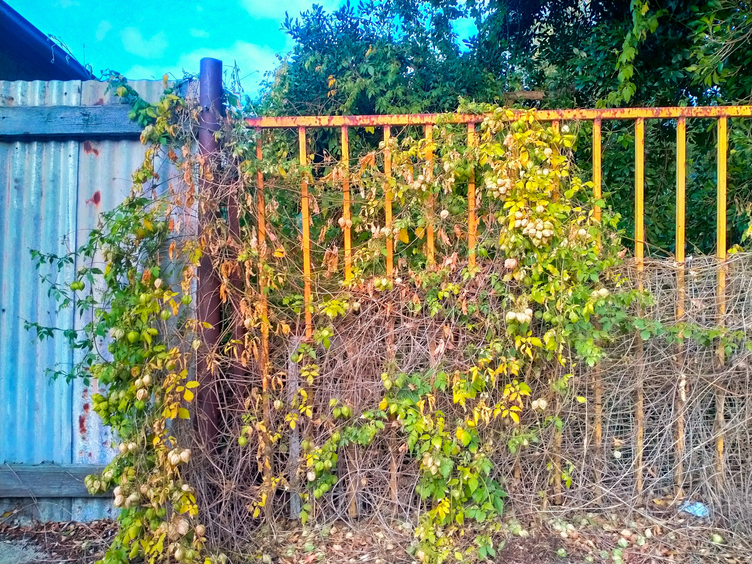gate overgrown with weeds